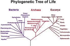 Tree-of-Life-kingdoms_276x183.jpg