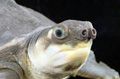 pig-nose-turtle_aqua-org_120X79.jpg