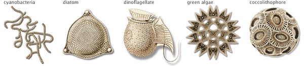 phytoplankton_types.jpg