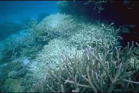 coral bleaching