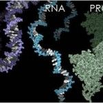 DNA-RNA-Protein1-150x150-thumb.jpg