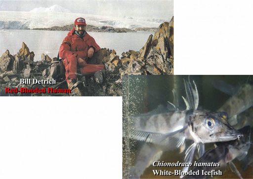 Detrich-and-Icefish-for-Web-Page-2009-512x364.jpg