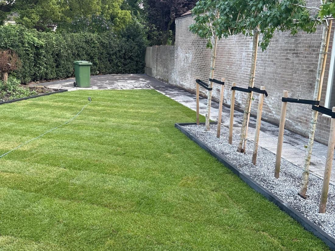 Nieuw gazon van graszoden met een strakke rand en een strook grind met jonge bomen