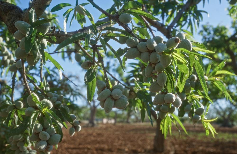La Fattoria Della Mandorla