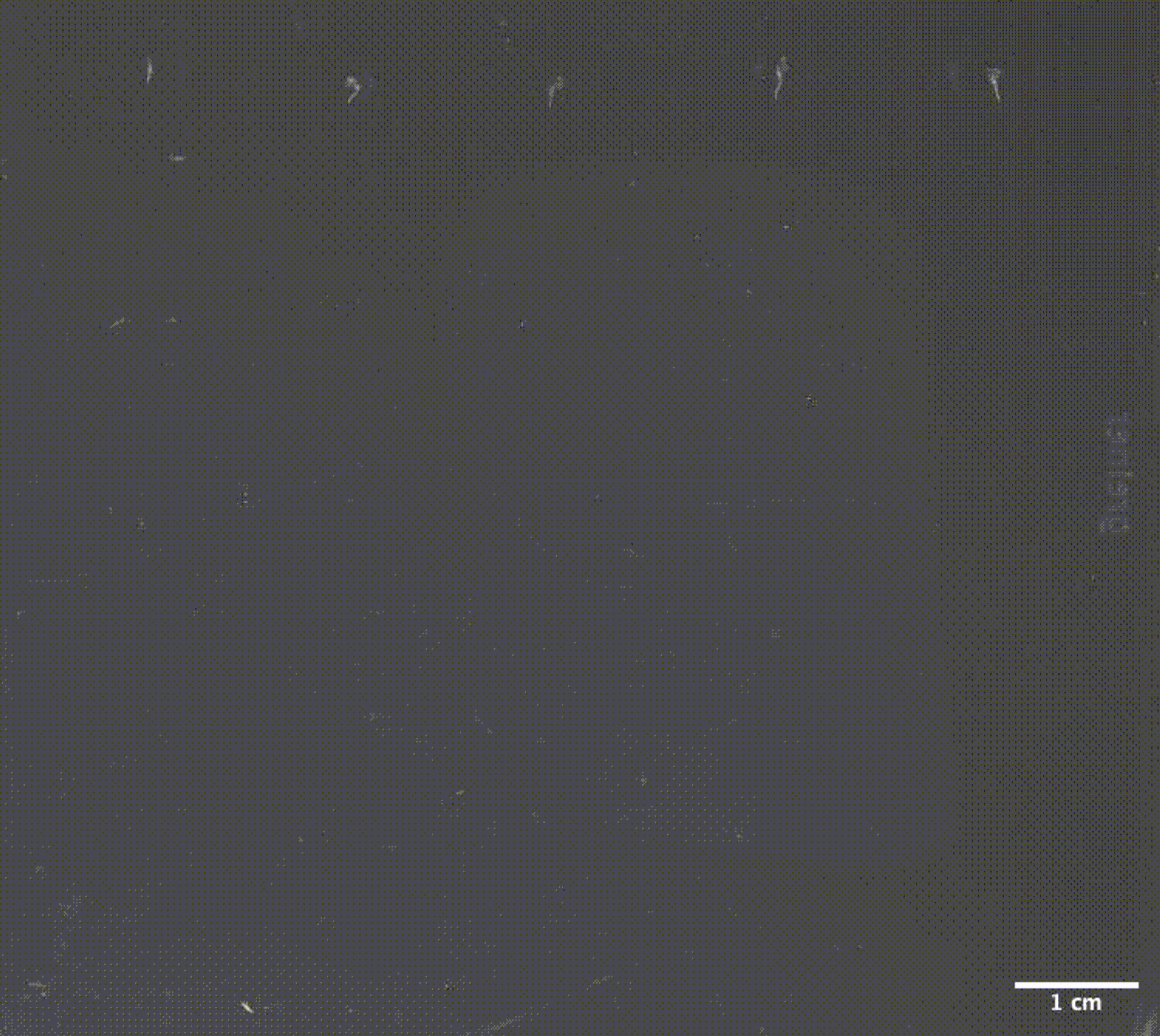 an animated gif of plant roots growing over time
