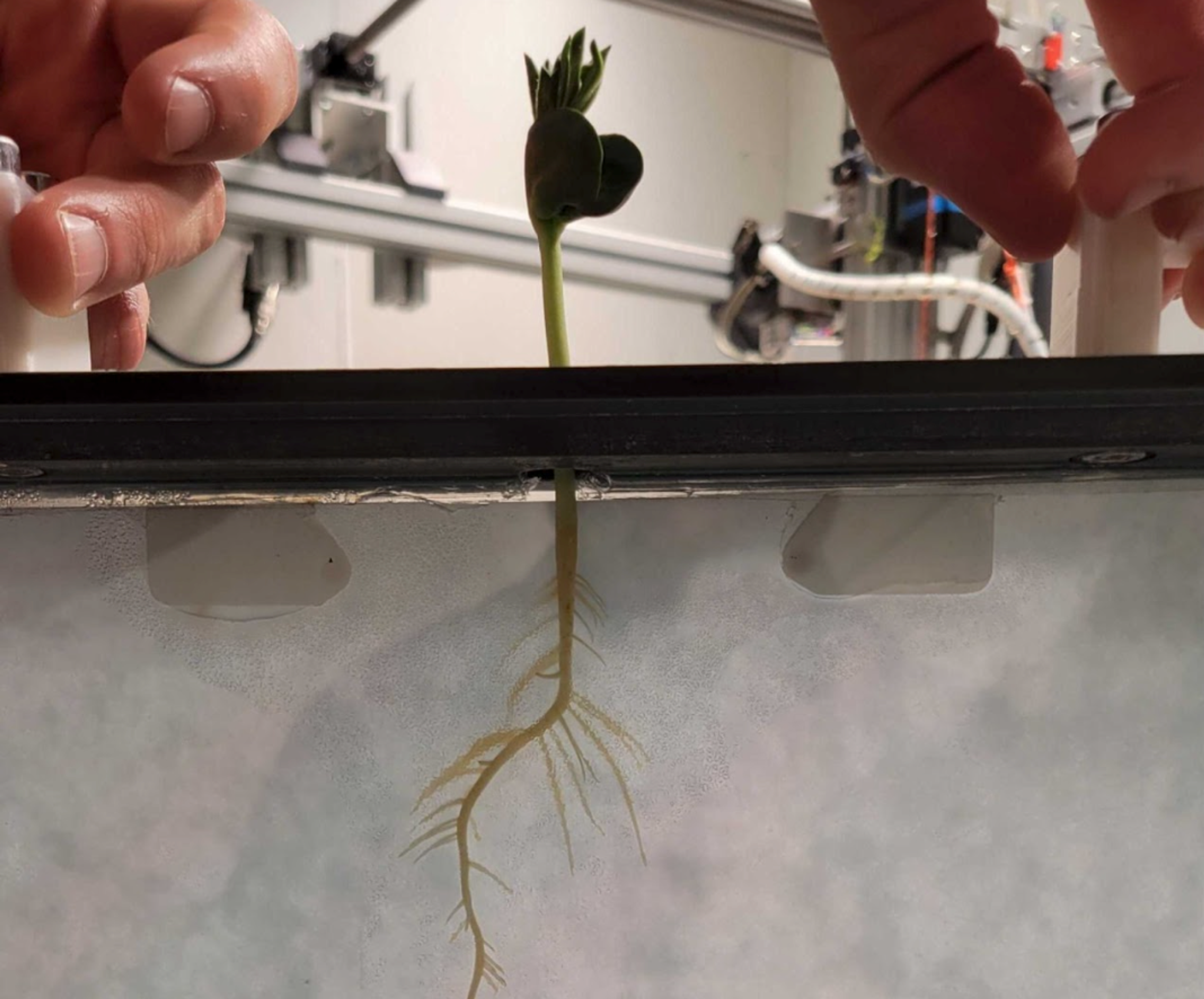 an image showing a plant being grown in laboratory conditions with the plant roots visible
