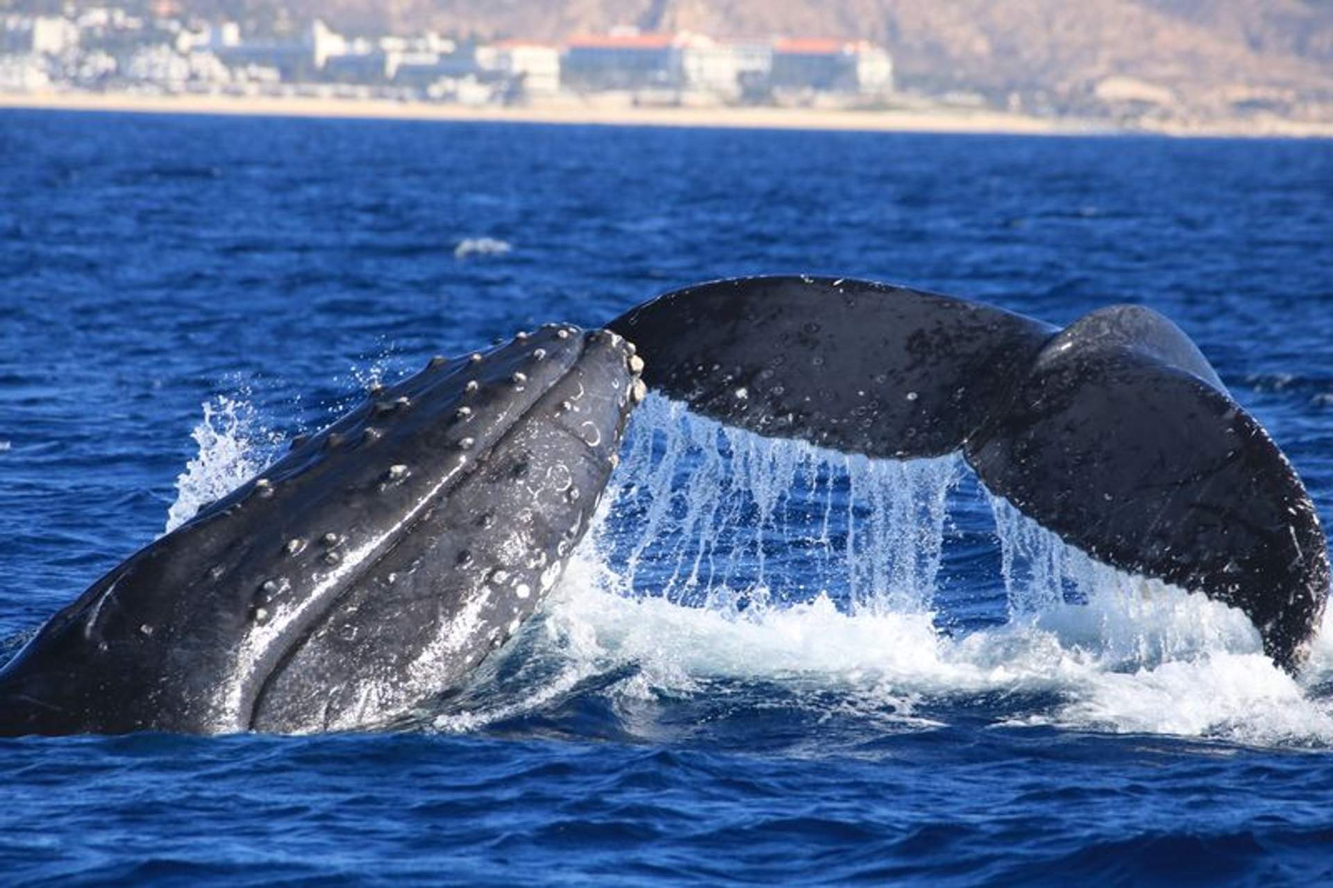 Whale coming up for air