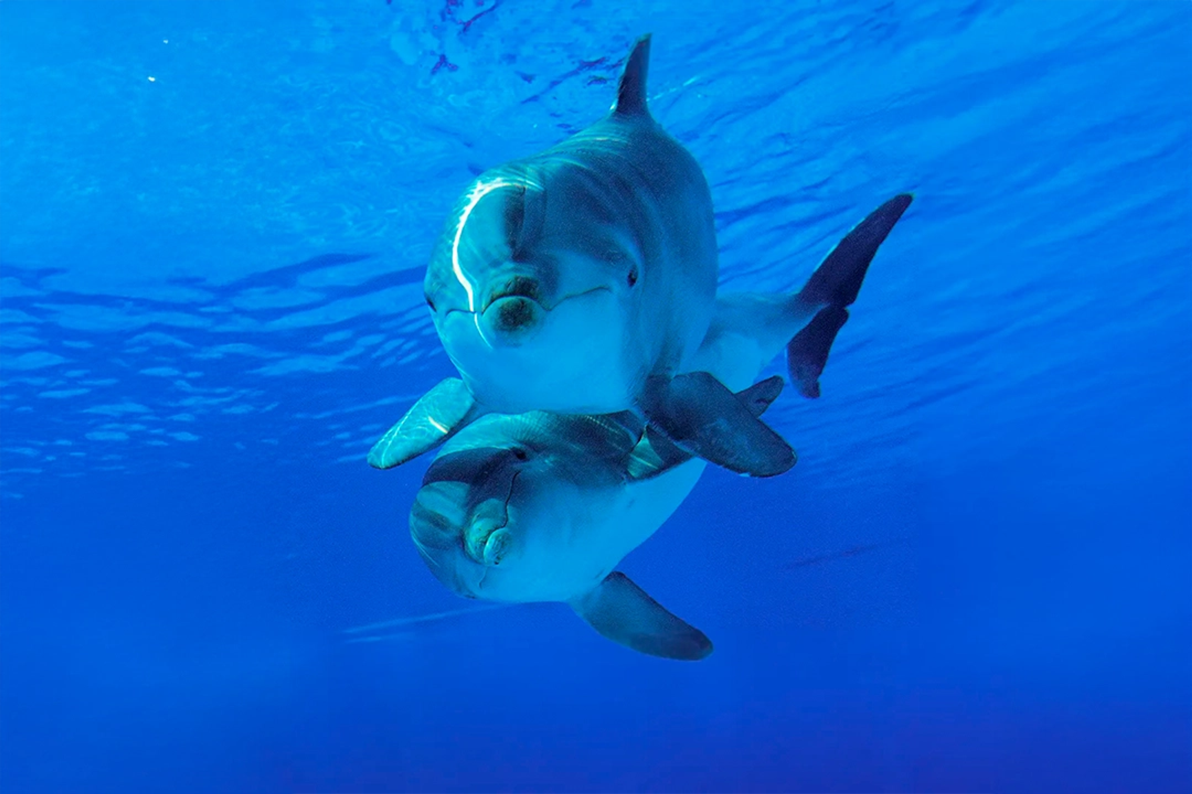 Two dolphins swim closely together in crystal-clear blue water, creating a serene underwater scene.