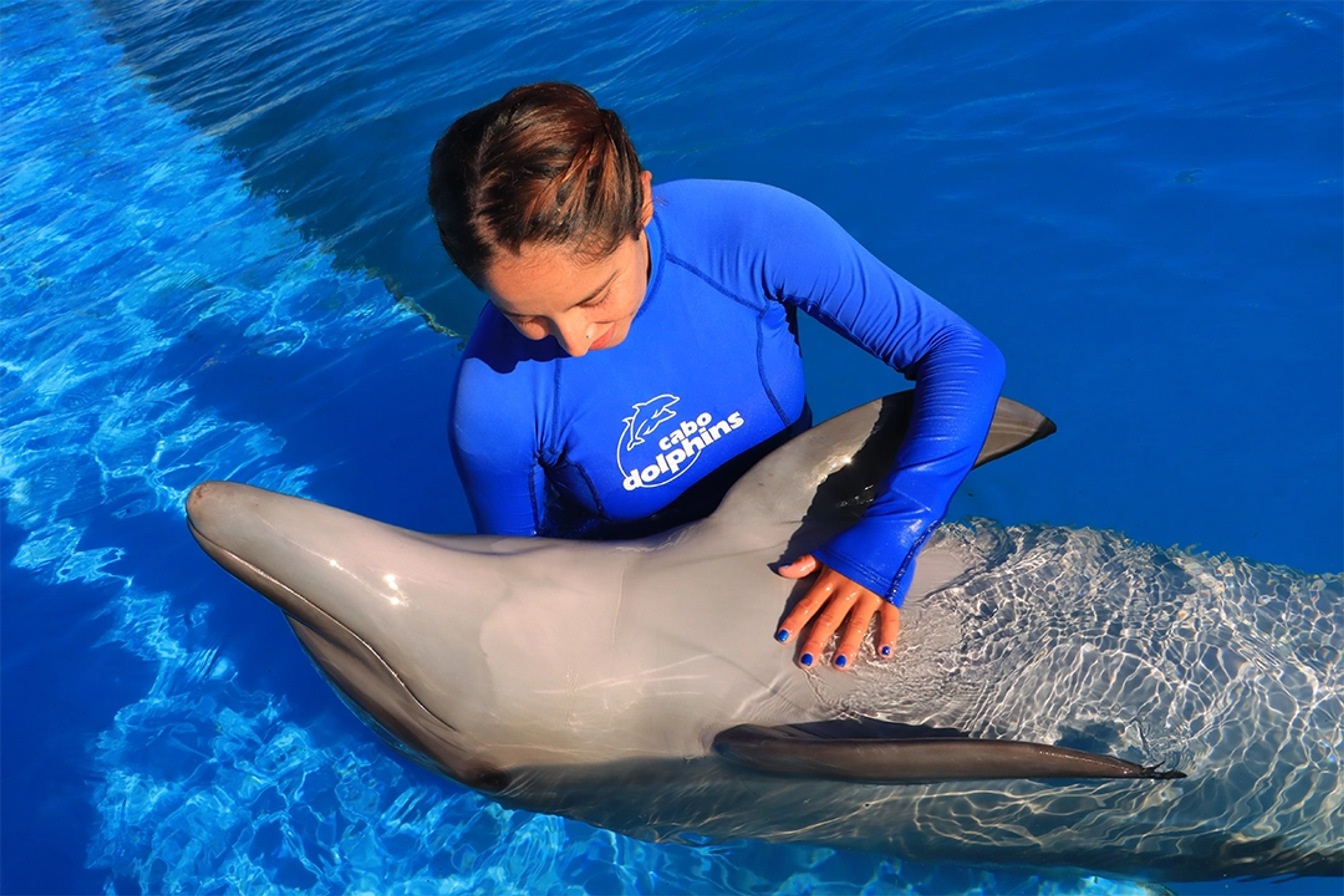 A dolphin trainer interacts gently with a dolphin in a bright blue pool, showcasing care and connection.