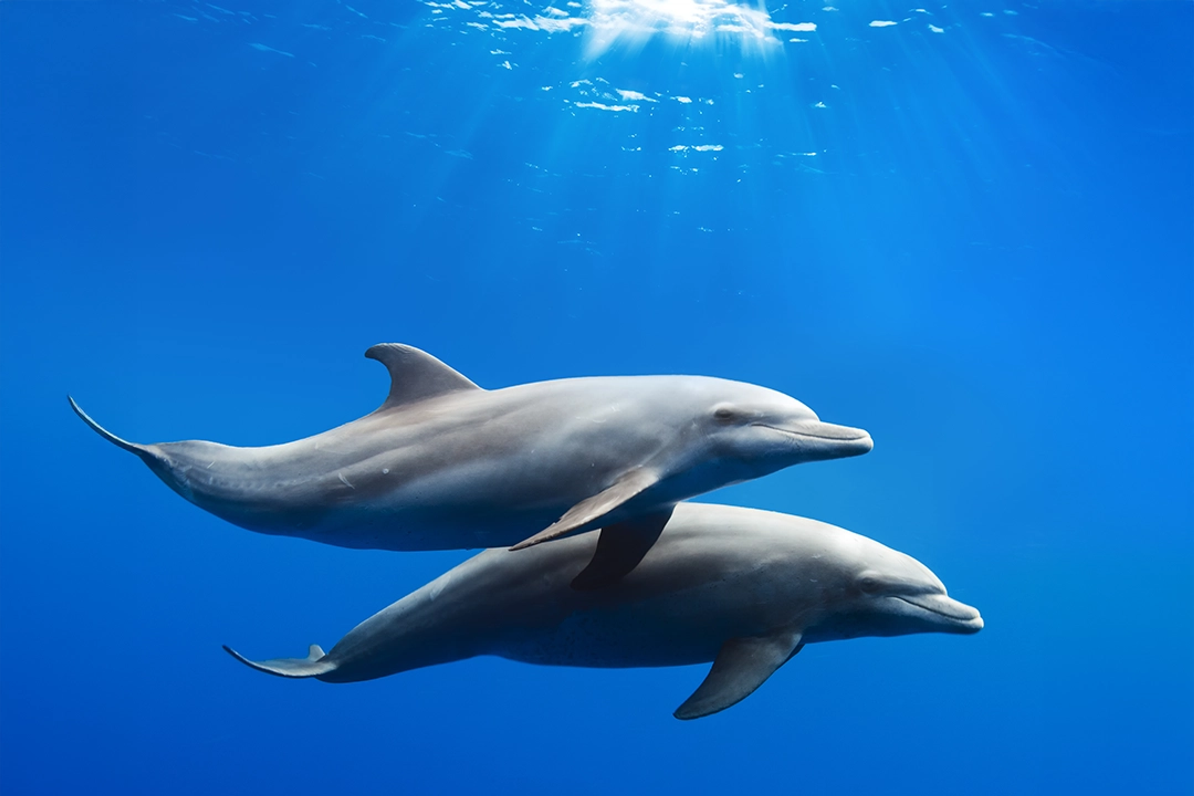 Two dolphins gracefully swimming together in clear blue water, illuminated by sunlight streaming from above.