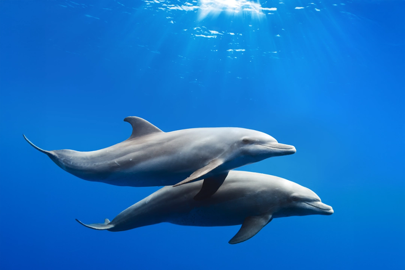 Two dolphins gracefully swimming together in clear blue water, illuminated by sunlight streaming from above.