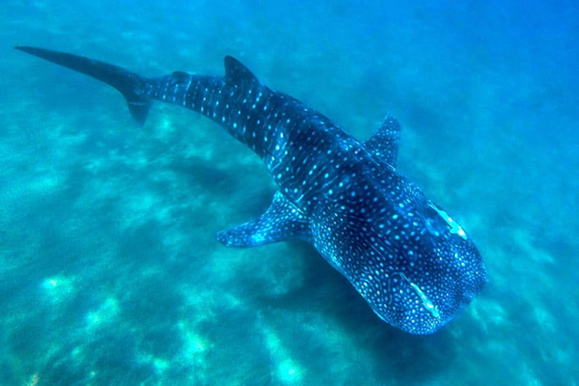 Un tiburón ballena nadando con gracia en aguas claras y azules, mostrando su distintivo patrón de manchas y rayas blancas. La imagen captura la naturaleza serena y majestuosa de la especie de pez más grande del mundo.