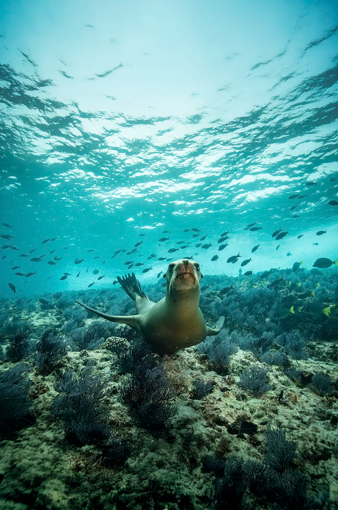 Playful sea lion swimming among colorful fish and coral in the Sea of Cortez, Cabo San Lucas