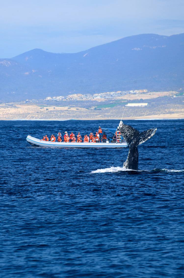 Humpback whale sighting in Los Cabos alongside a whale watching boat, with Cabo Adventures.