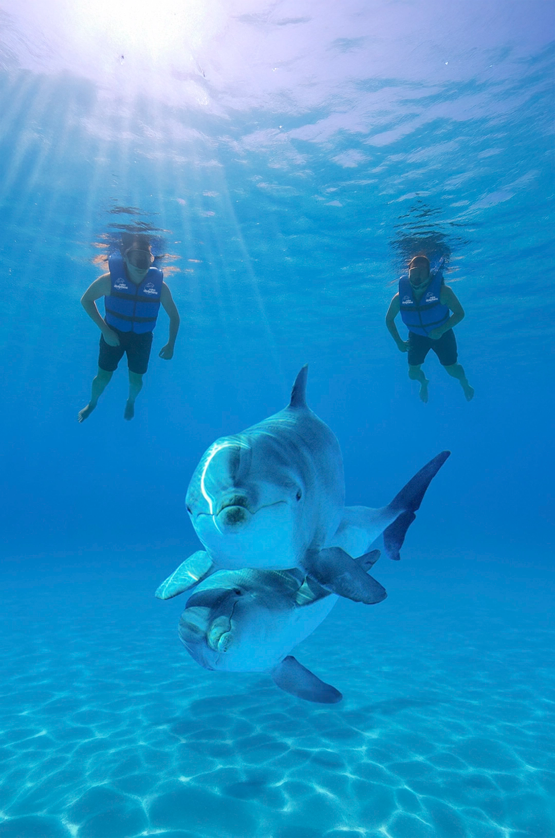 Two dolphins swim underwater as two people watch them from the surface in Cabo.