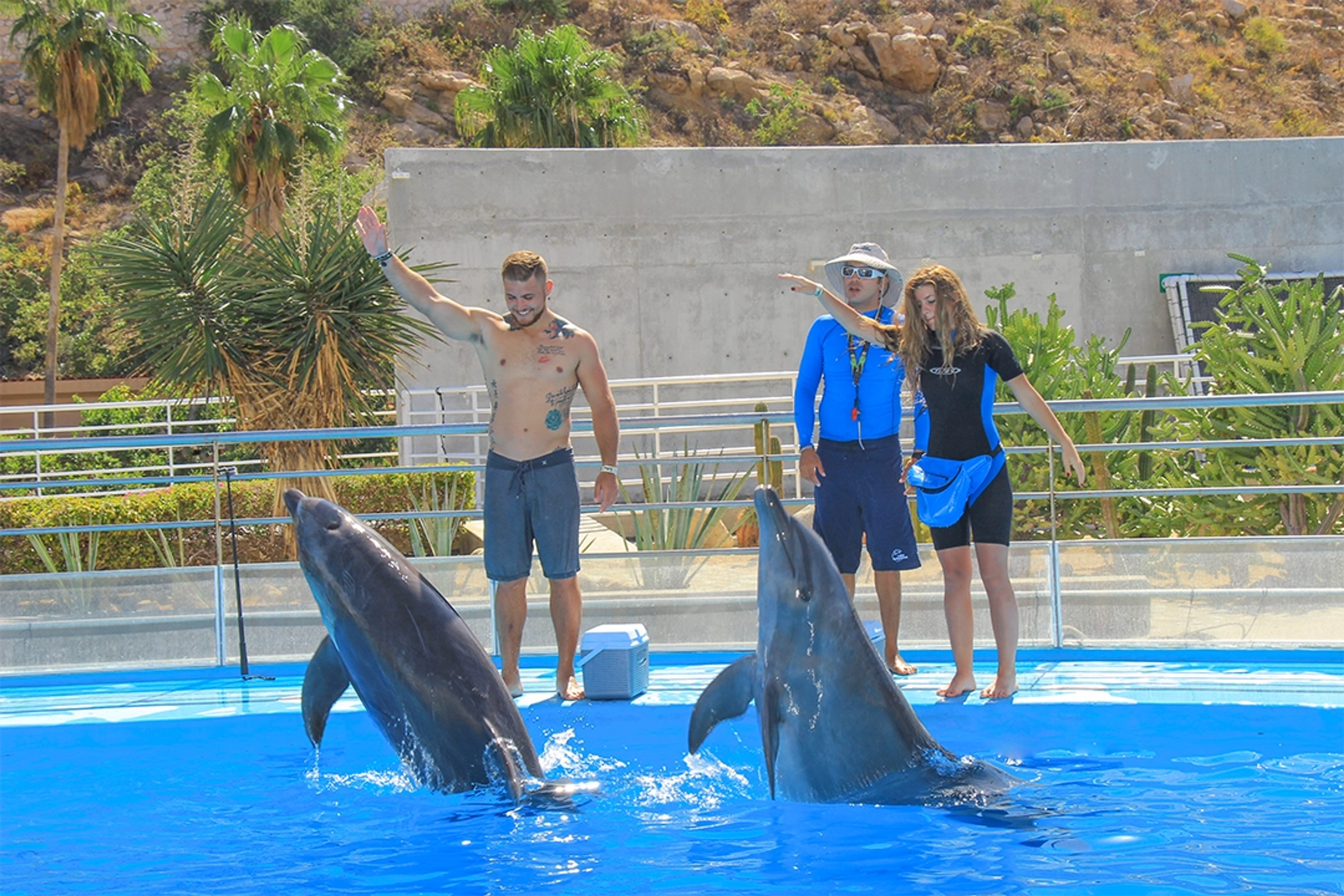 Guests and trainers interact with dolphins performing playful jumps in a bright blue pool surrounded by lush greenery.