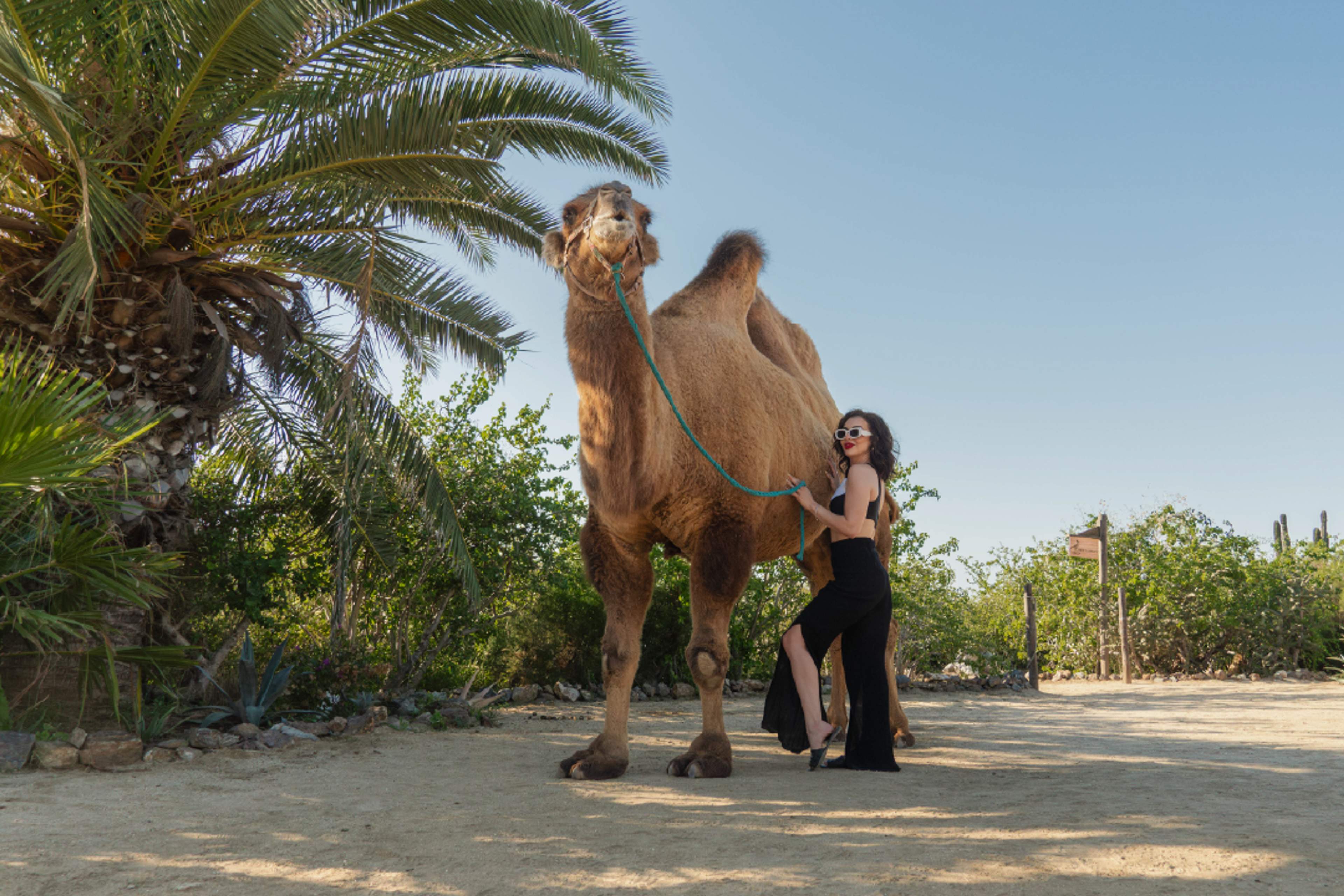 Woman posing with camel under palm trees at Tierra Sagrada, iconic Instagram photo spot in Cabo