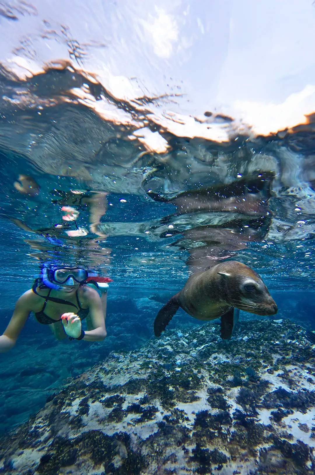 Snorkeler swimming with a playful sea lion in the clear waters of Espiritu Santo Island, La Paz.