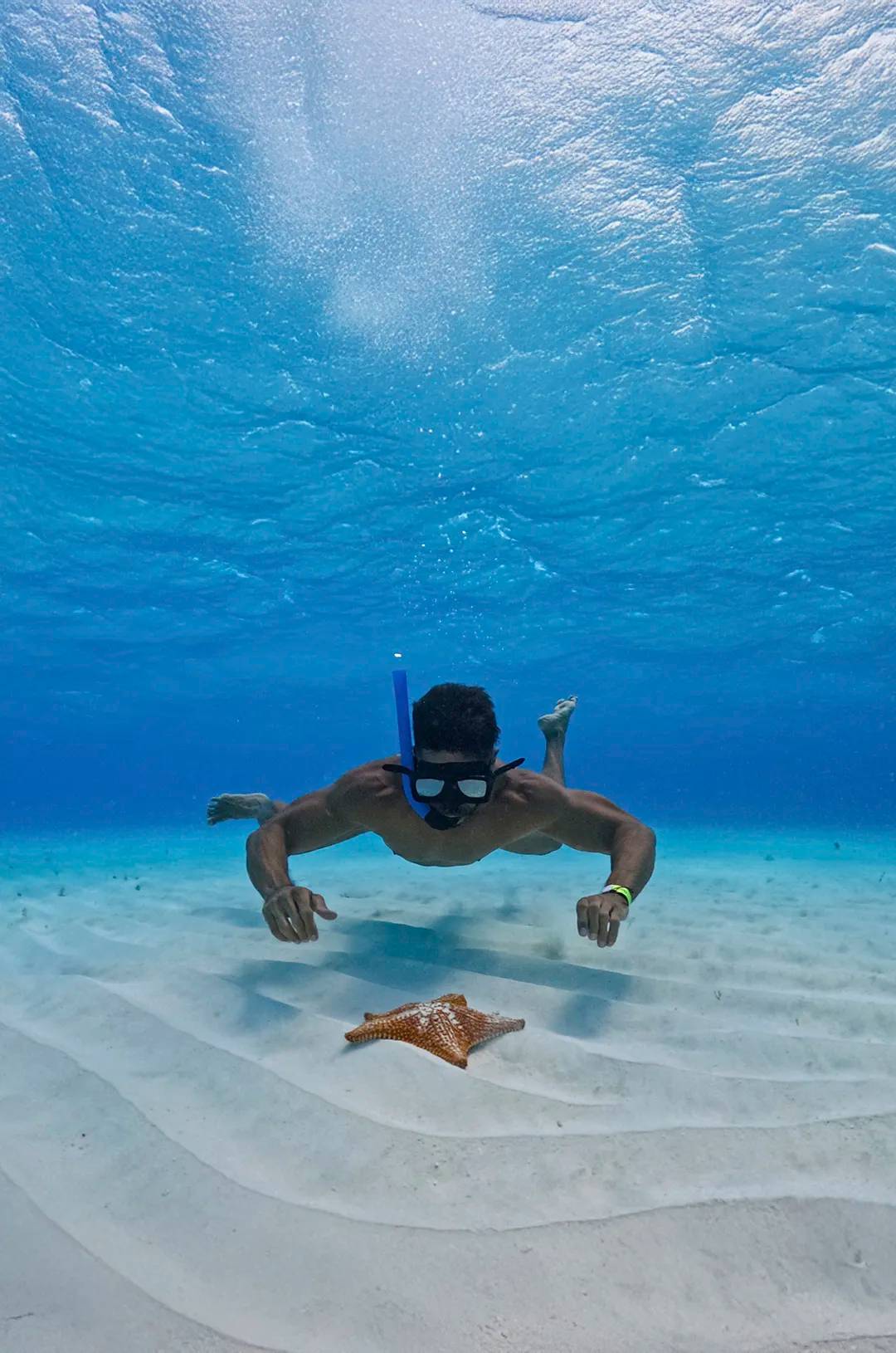 Snorkeler exploring clear Caribbean waters and observing a starfish on the sandy ocean floor