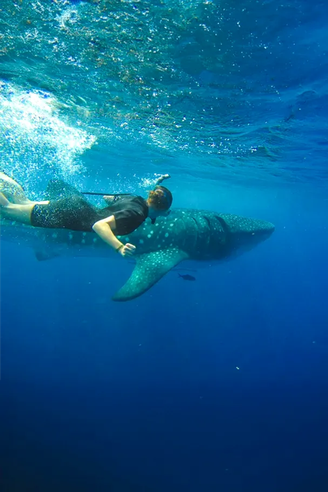 Un buceador nadando junto a un tiburón ballena en las aguas cristalinas de Cabo.