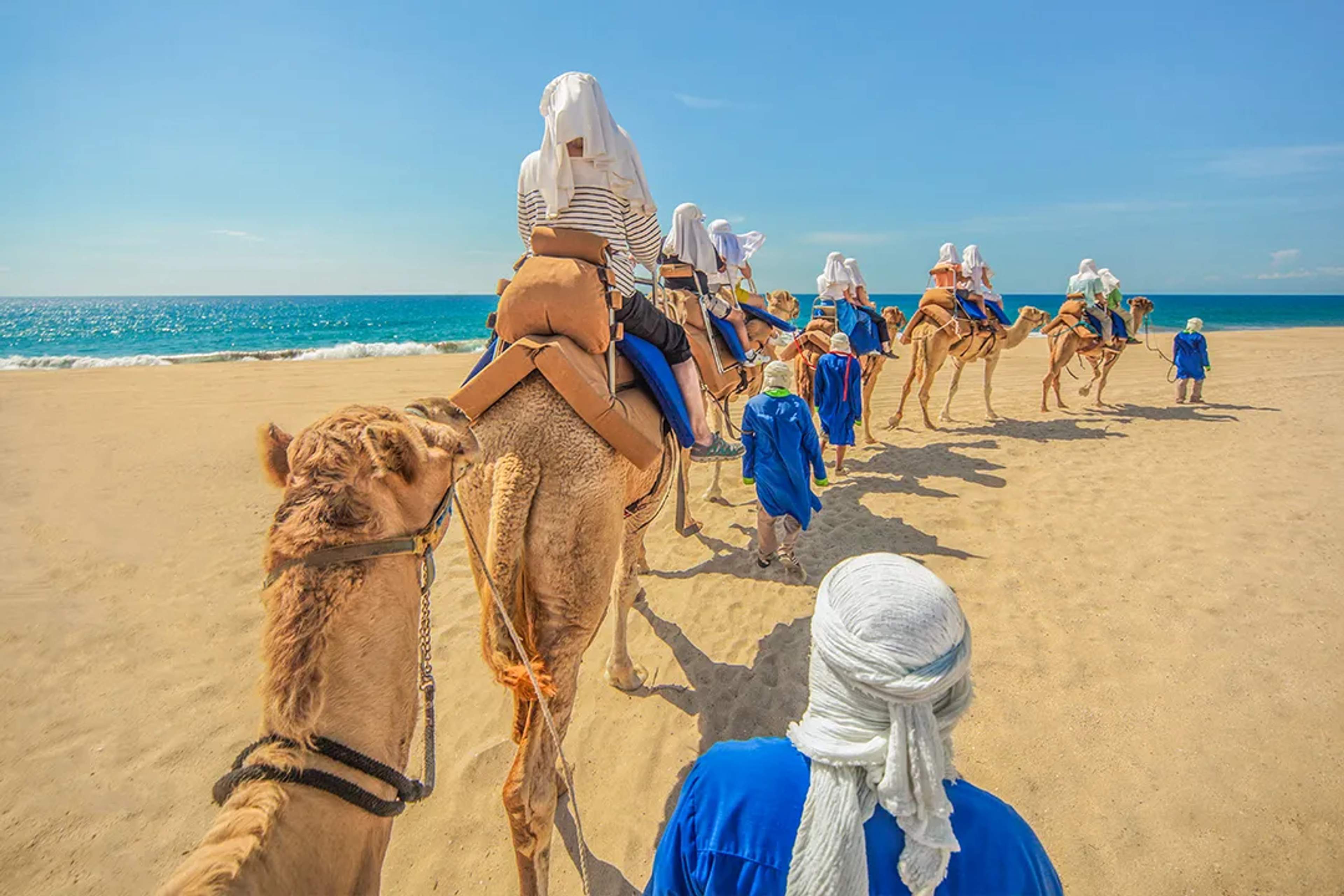 Camel caravan along Cabo desert beach during guided tour with ocean views and adventure experience