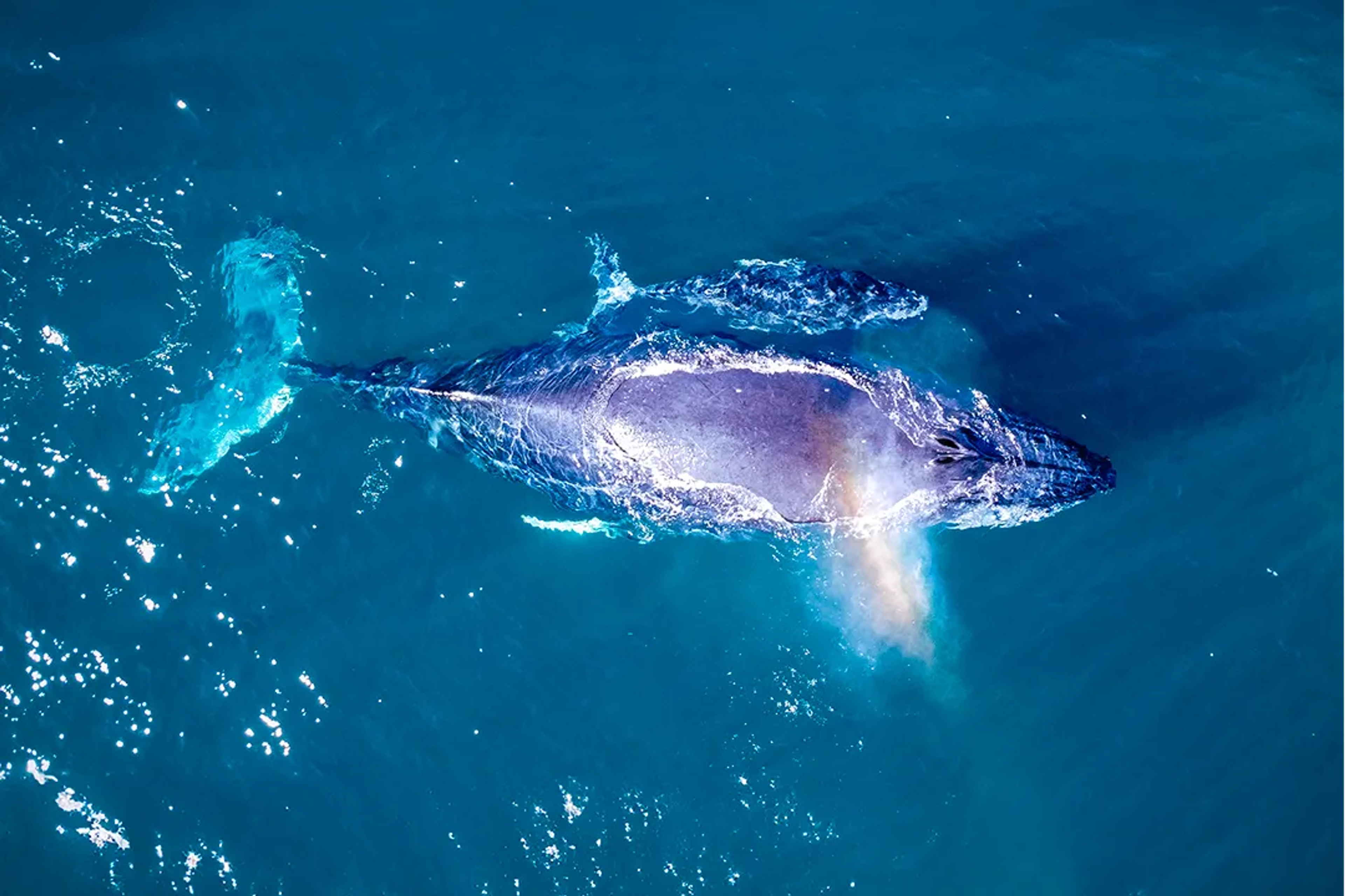 WHALE WATCHING IN CABO