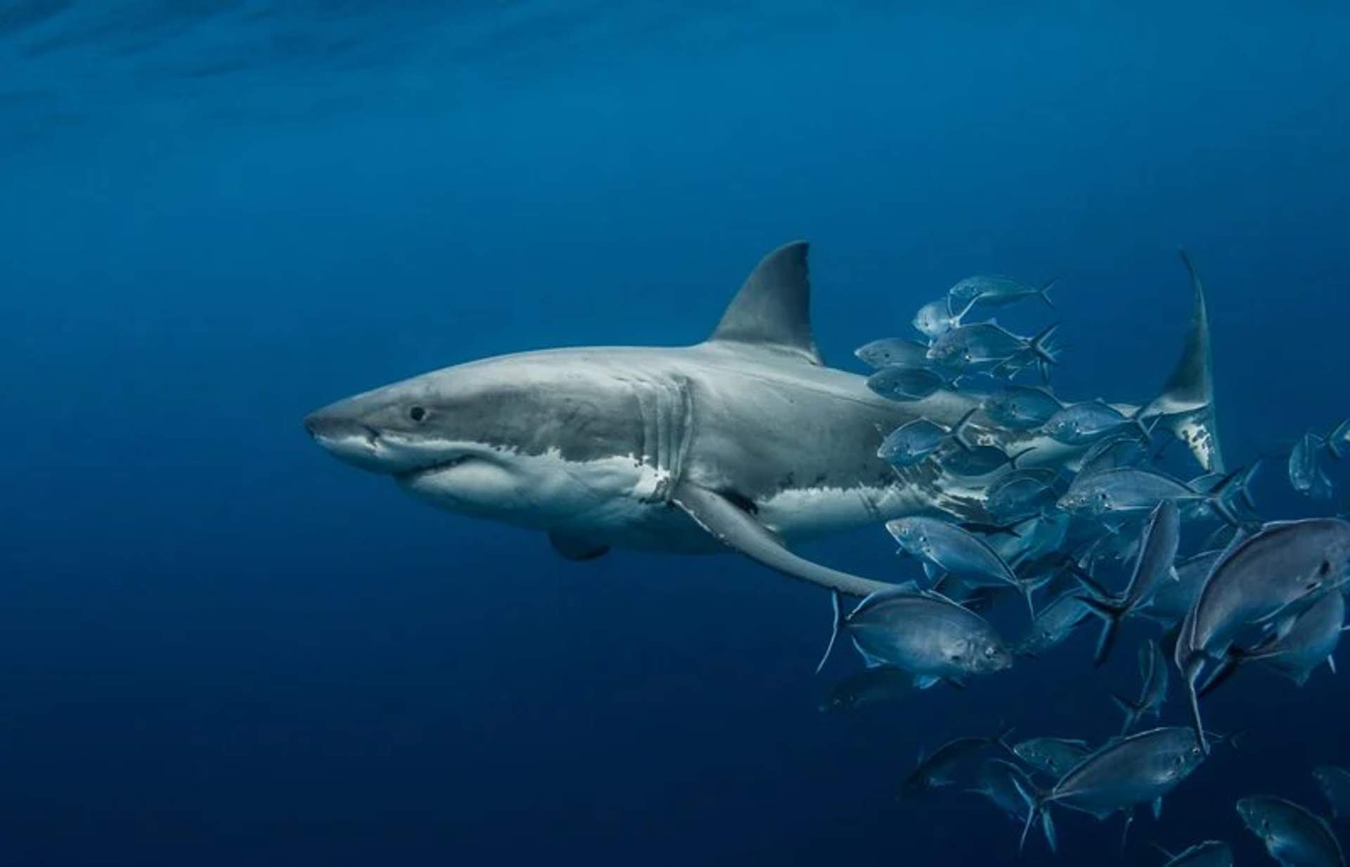 Un gran tiburón blanco nadando en el océano rodeado de un grupo de peces más pequeños. El agua azul profundo proporciona un fondo contrastante para la escena submarina.