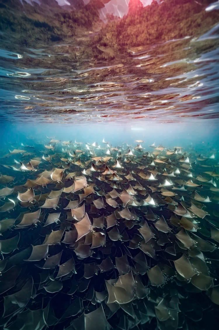 Large school of mobula rays swimming underwater near the surface in clear blue ocean in Cabo Pulmo.