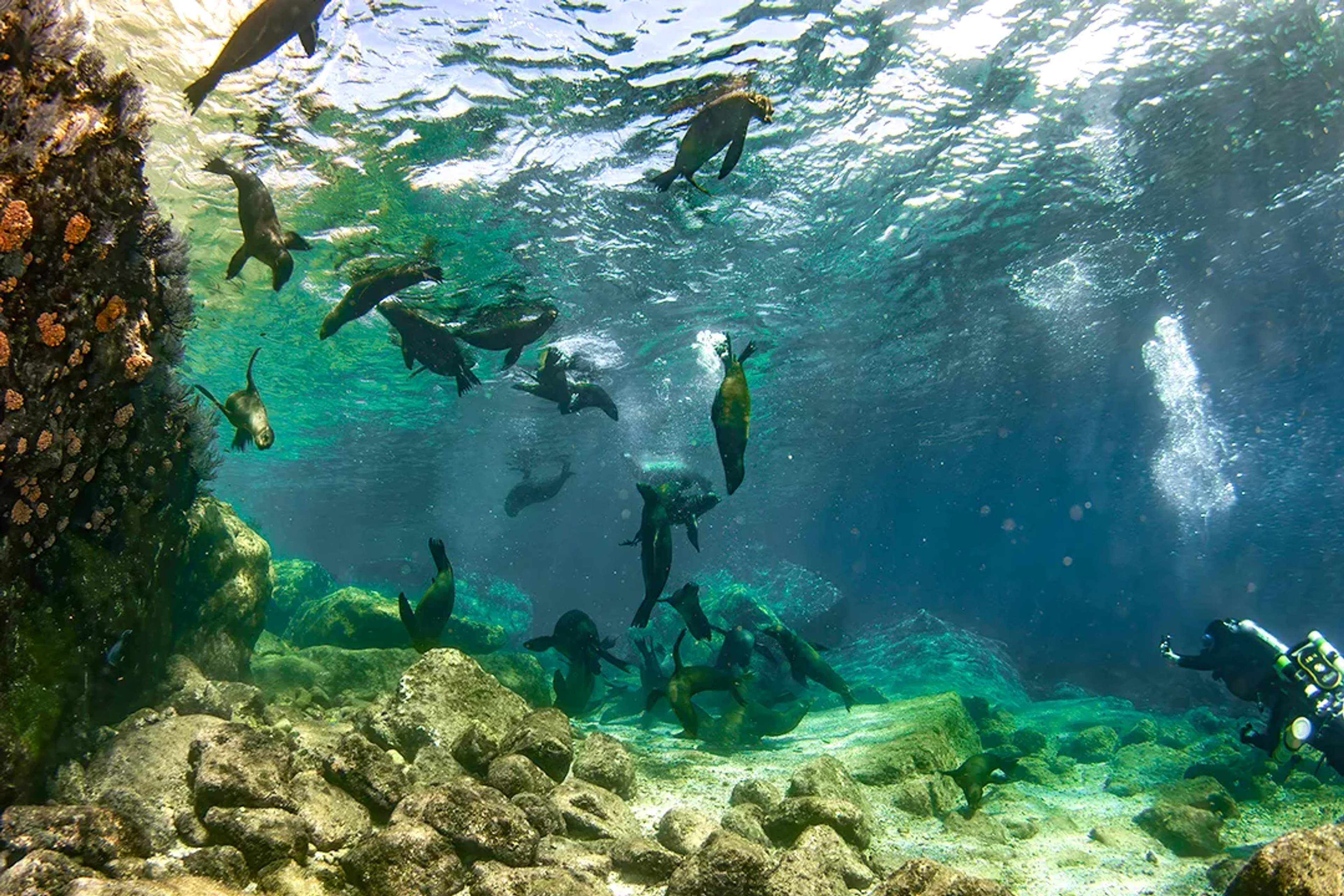 Snorkeling with playful sea lions in crystal-clear waters of Los Cabos on a guided marine wildlife tour