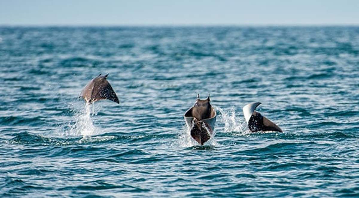 Tres rayas saltan fuera del agua, creando salpicaduras mientras se elevan sobre la superficie del océano. El brillante mar azul se extiende a lo lejos, enfatizando los movimientos juguetones y enérgicos de las rayas.