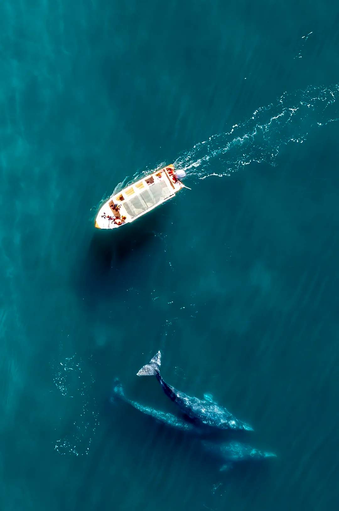 Vista aérea de Avistamiento de Ballena Gris en Bahía Magdalena.