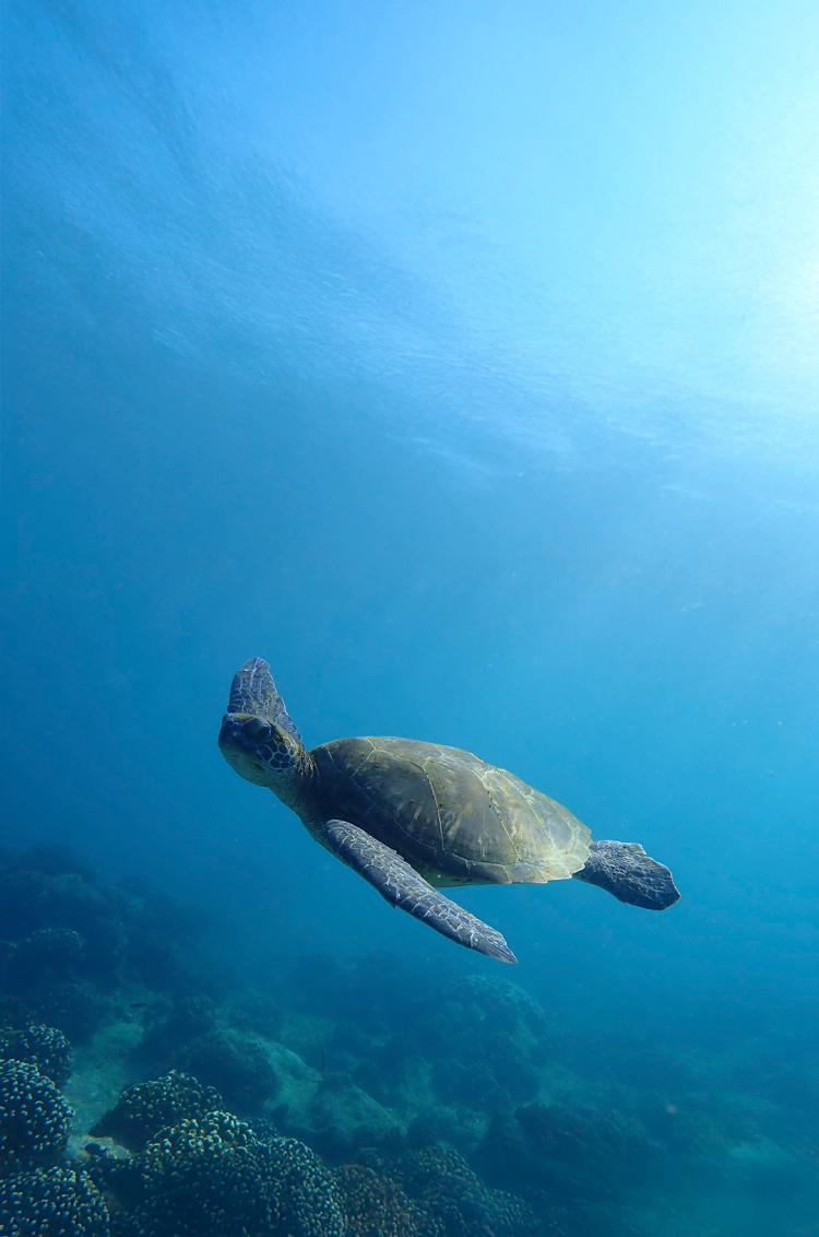 Tortuga marina nadando con gracia sobre un arrecife de coral en aguas azules y claras.