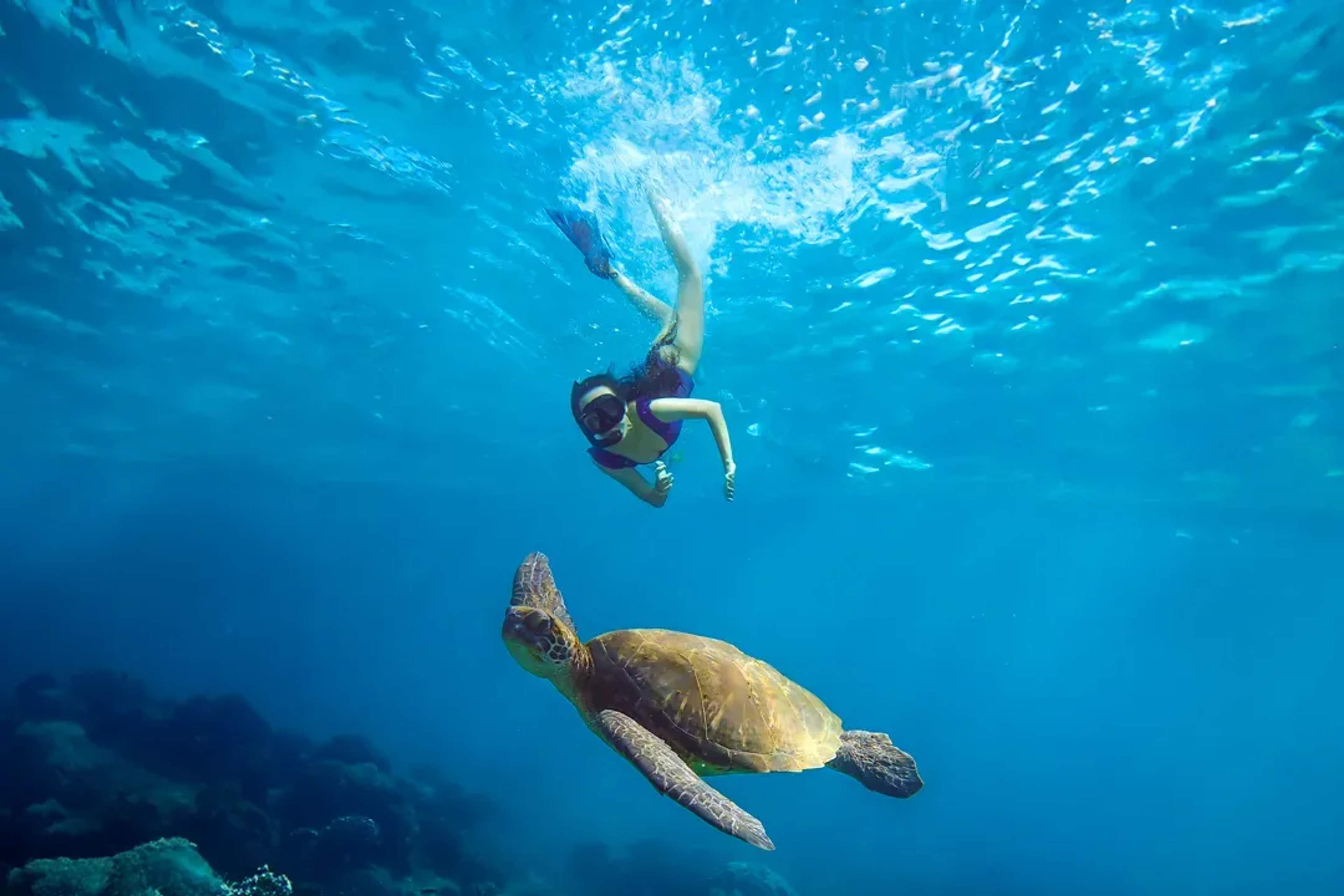  Mujer practicando esnórquel junto a una tortuga marina en aguas cristalinas sobre un arrecife.
