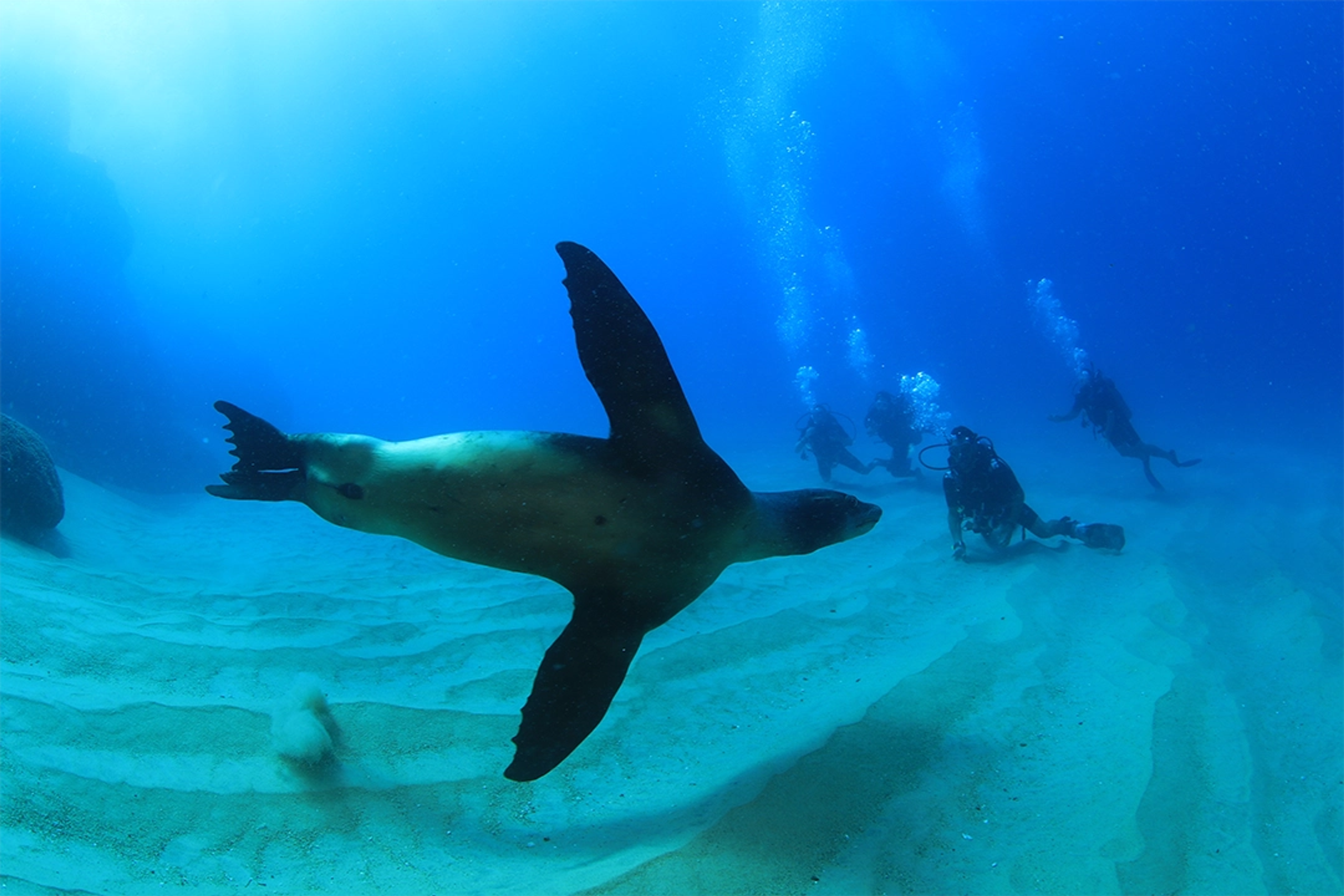 Sea lion swimming near a group of divers in clear waters, within a serene and vibrant marine environment.