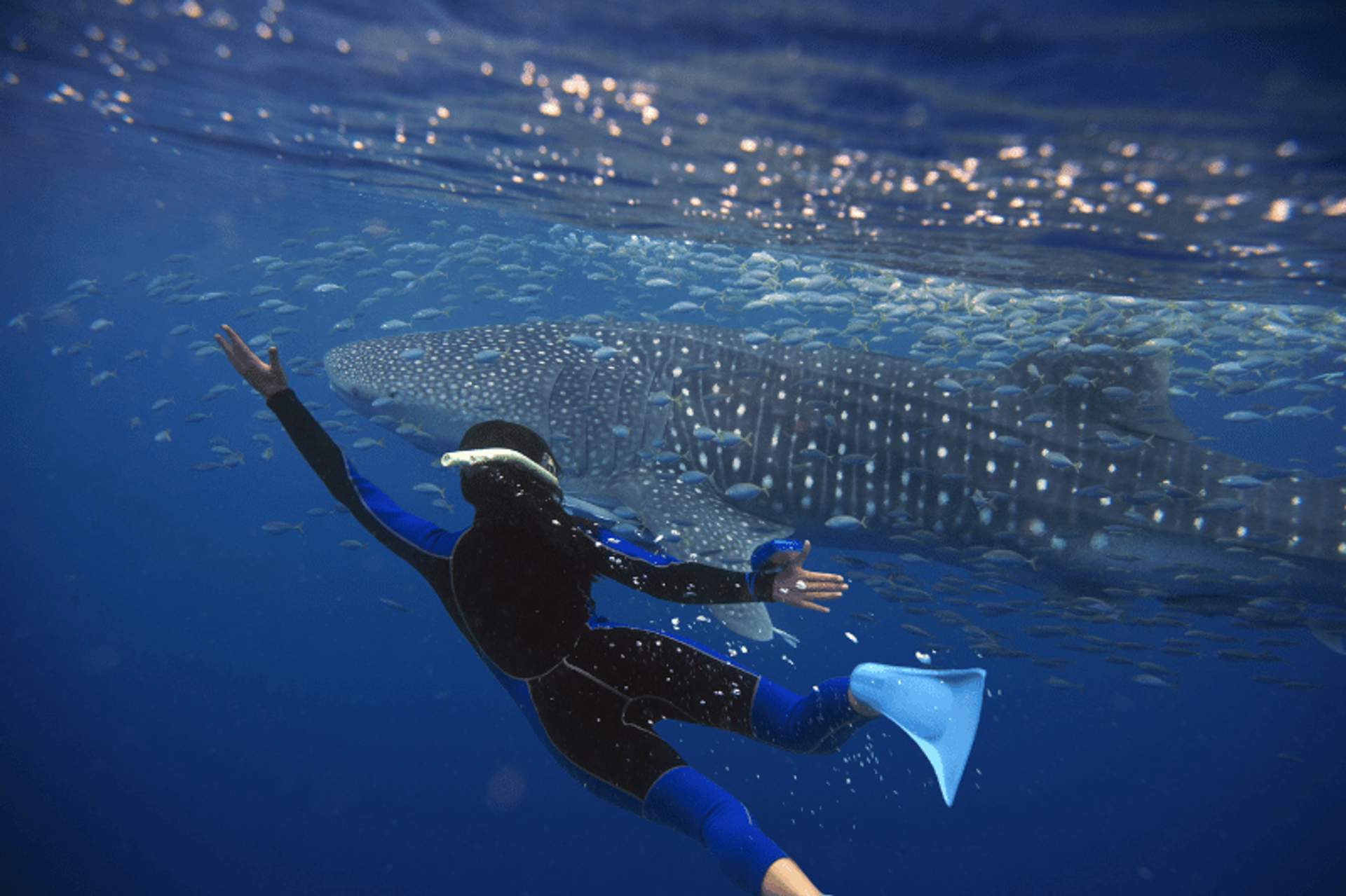 Buceador nadando junto a un tiburón ballena en aguas azules claras, rodeado de peces pequeños, con traje de neopreno y aletas.