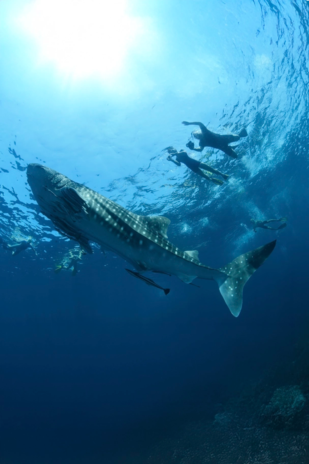 Snorkelers swimming alongside a large whale shark in clear blue ocean waters.