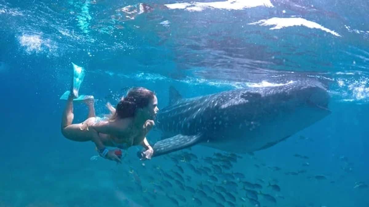 A snorkeler swims alongside a massive whale shark in crystal-clear blue waters, surrounded by a school of small fish. The scene captures a breathtaking moment of human interaction with marine wildlife, highlighting the size and grace of the gentle giant.