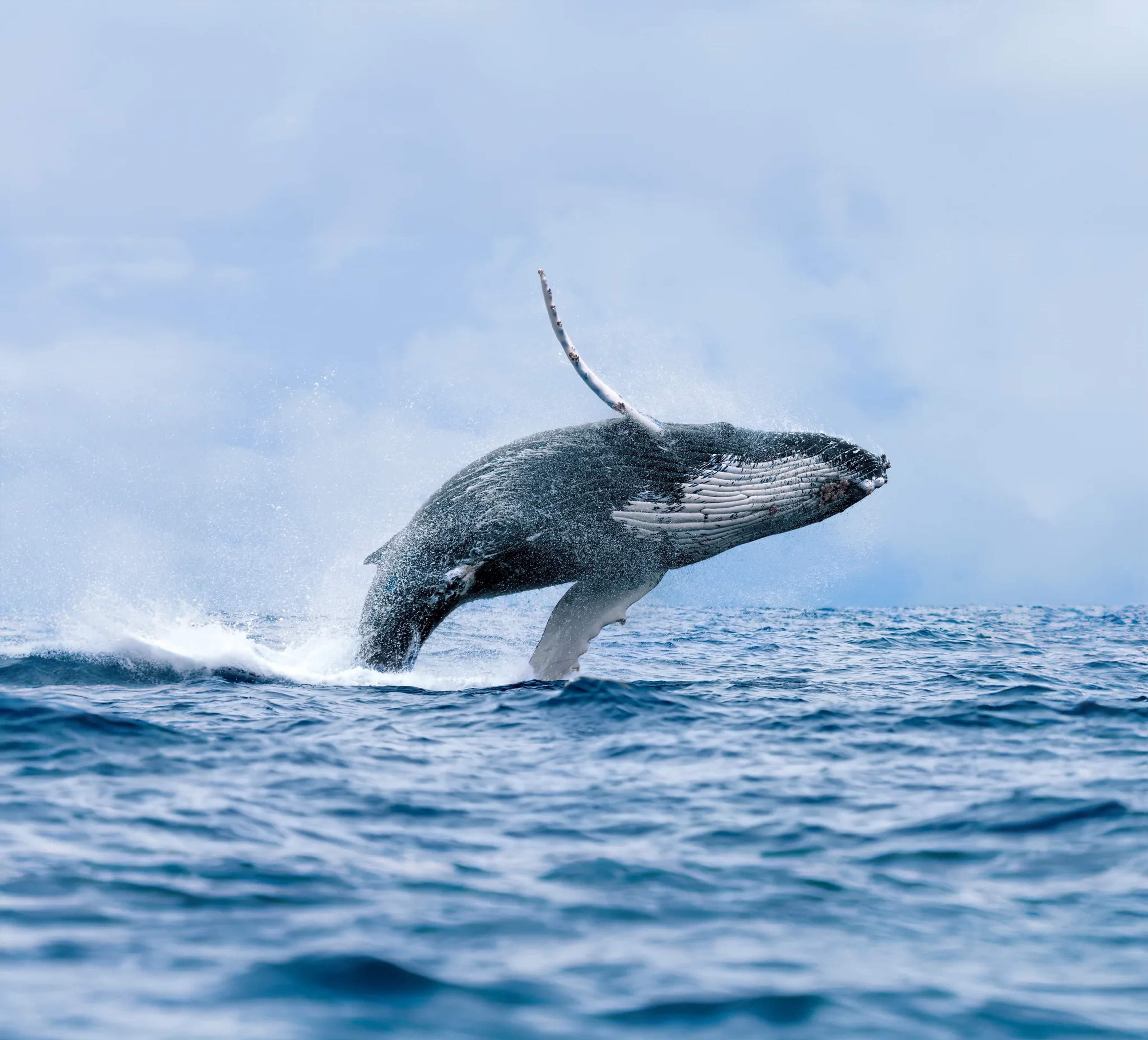 A humpback whale breaches powerfully from the Pacific Ocean off Mexico's coast, spraying water into the air.