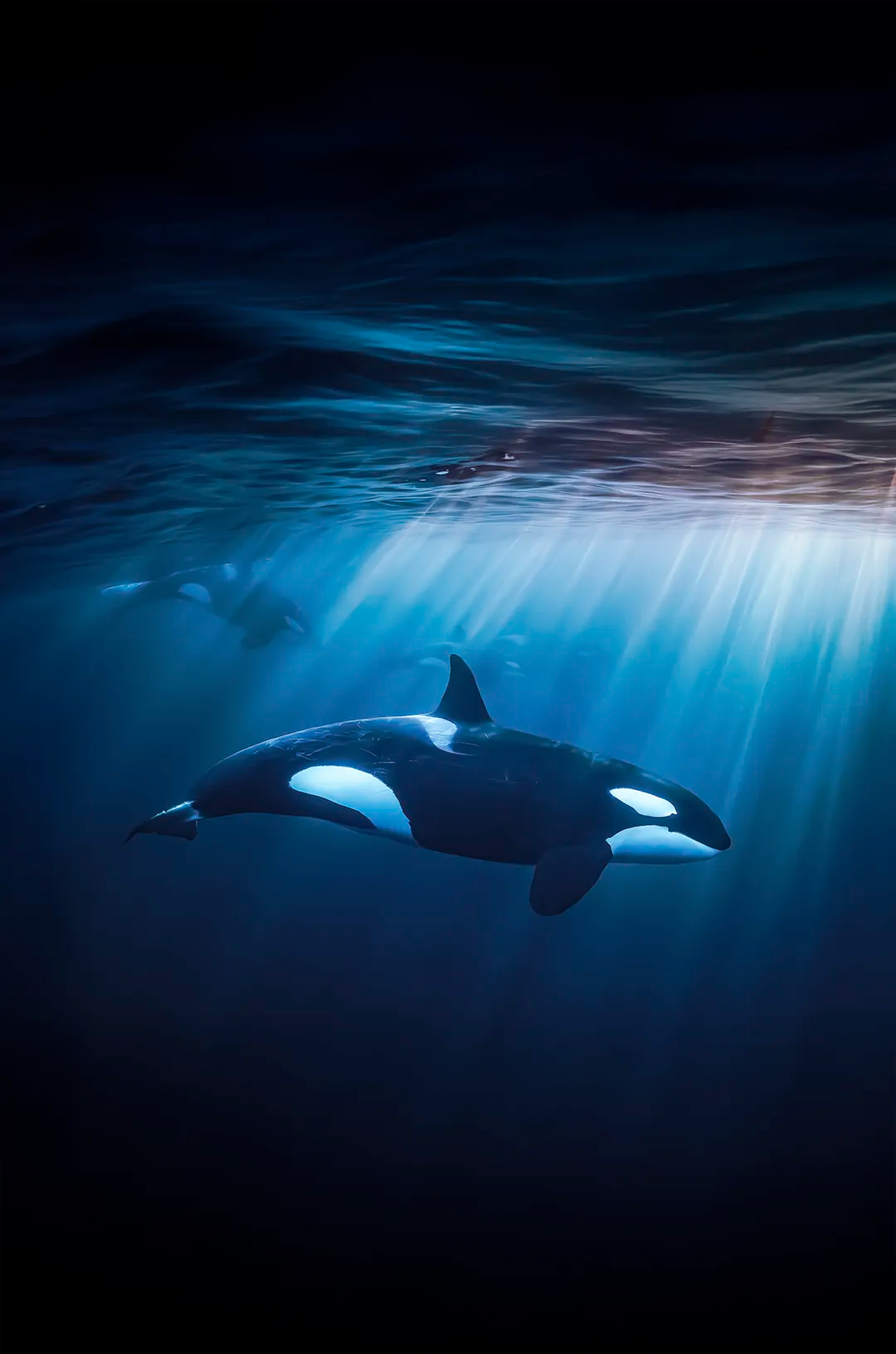 Majestic orca swimming gracefully underwater with sun rays shining through the ocean surface.