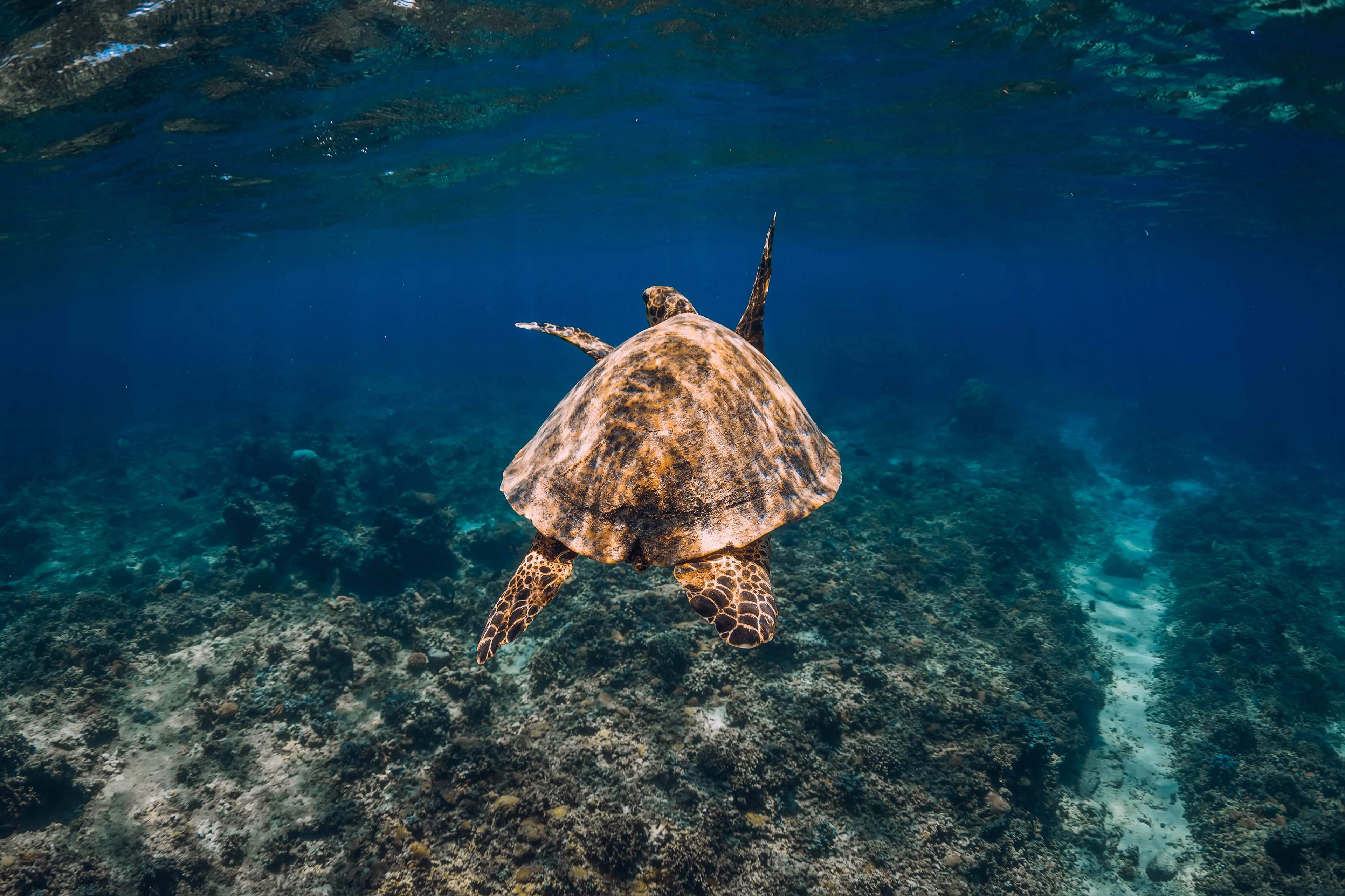 Woman Snorkeling Underwater In Clear Blue Waters, Enjoying The Marine Life And Serene Surroundings