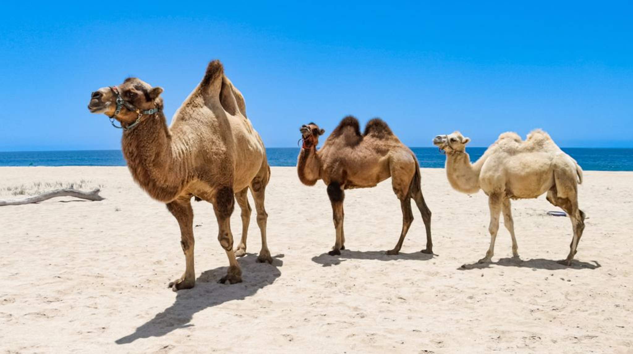 Camellos en el desierto