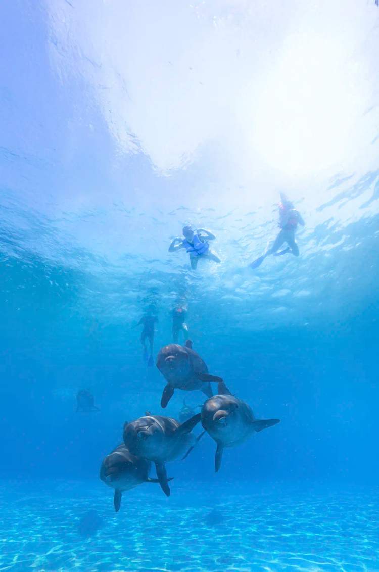 Pacific bottlenose dolphins swimming beneath guests during a premium dolphin experience in Los Cabos