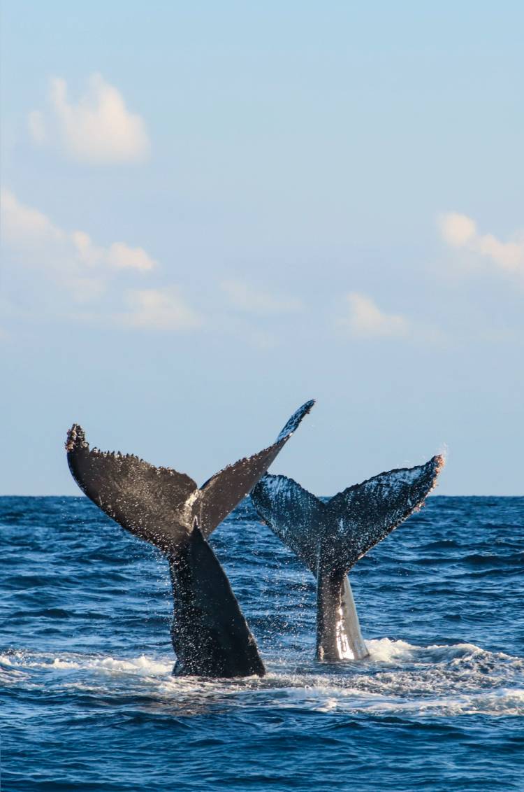 Dos colas de ballena emergen de la superficie del océano durante un tour de avistamiento de ballenas en Cabo San Lucas.
