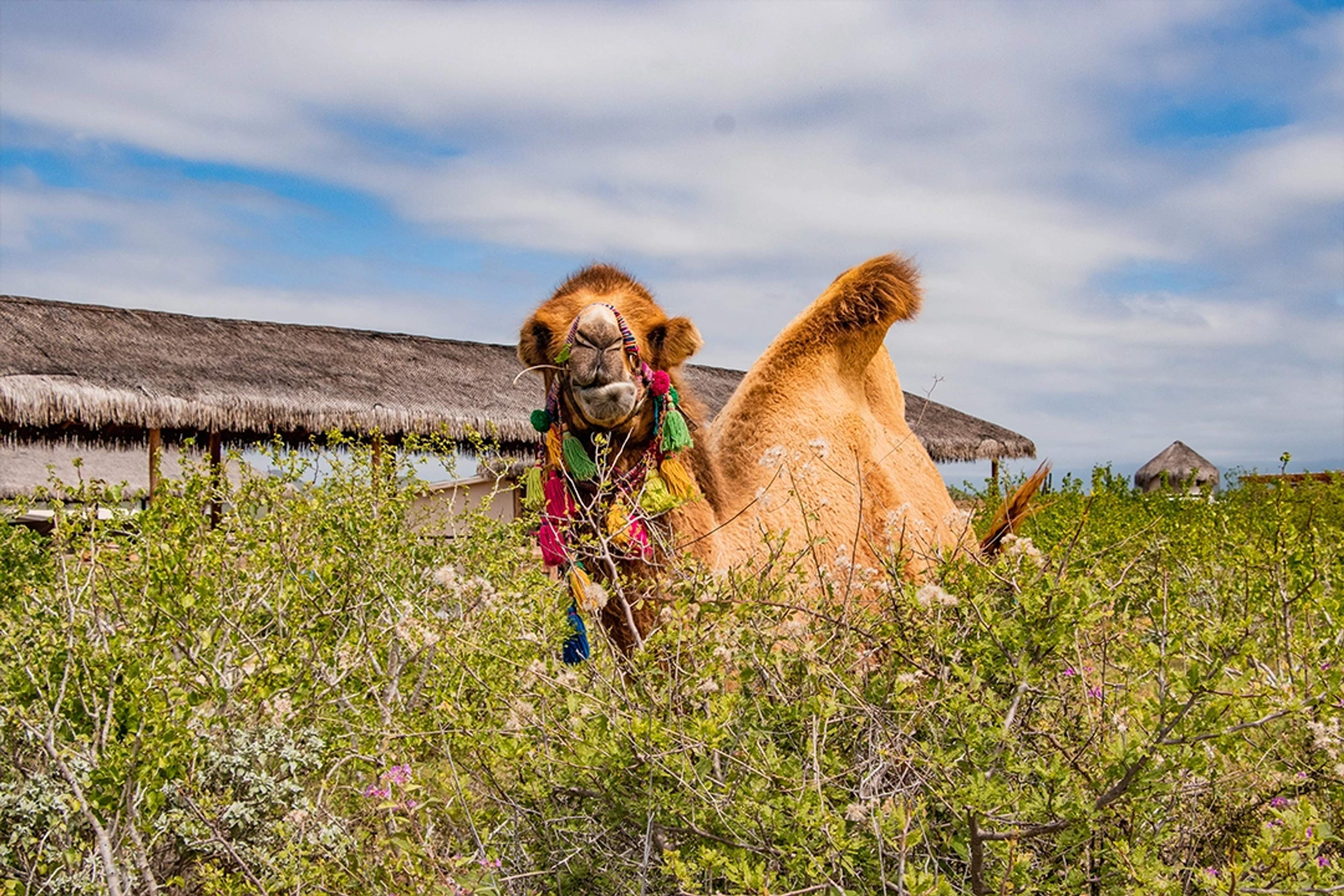 Un camello decorado con adornos entre arbustos del desierto, con chozas de palma al fondo bajo un cielo nublado.