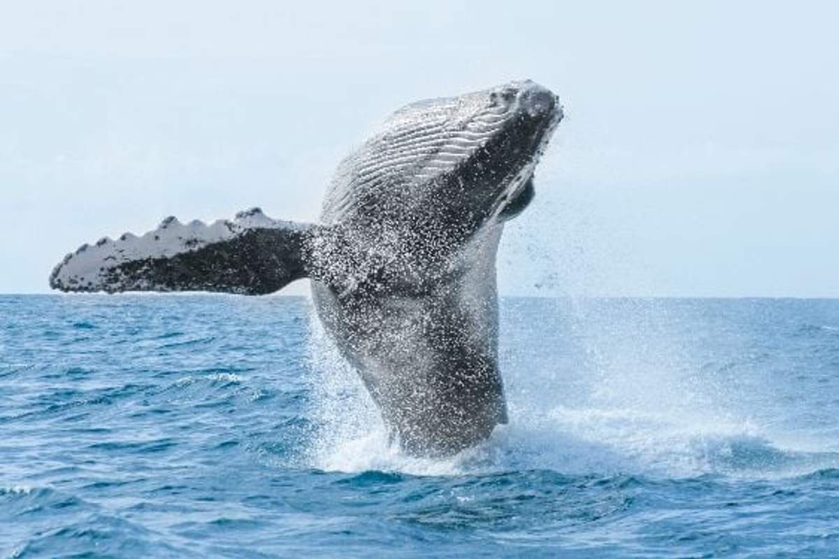 Una ballena jorobada saliendo del agua, mostrando su enorme cuerpo contra el océano azul y el cielo despejado.