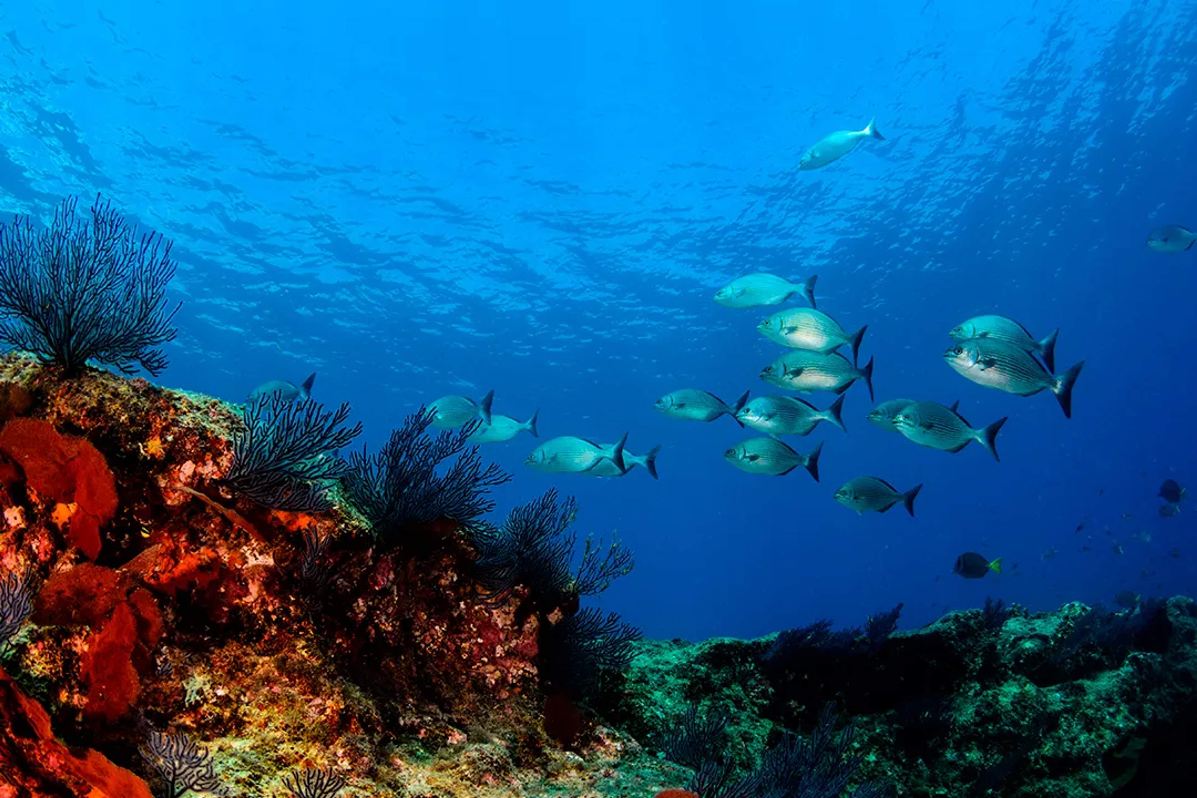 Fish swim around a vibrant reef in the deep blue sea, surrounded by colorful corals.
