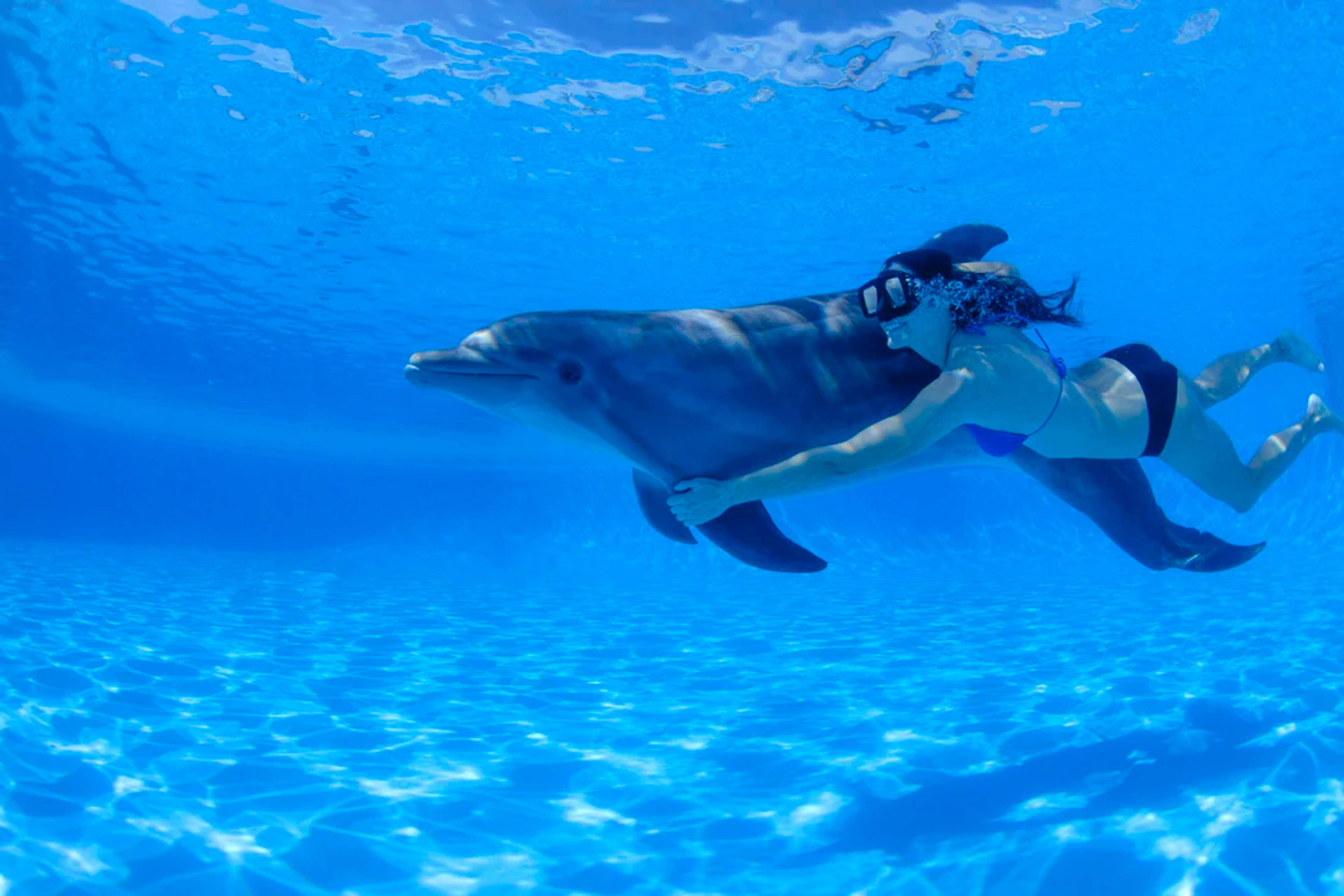 Woman swims underwater beside a dolphin in crystal-clear blue water, enjoying a magical moment.