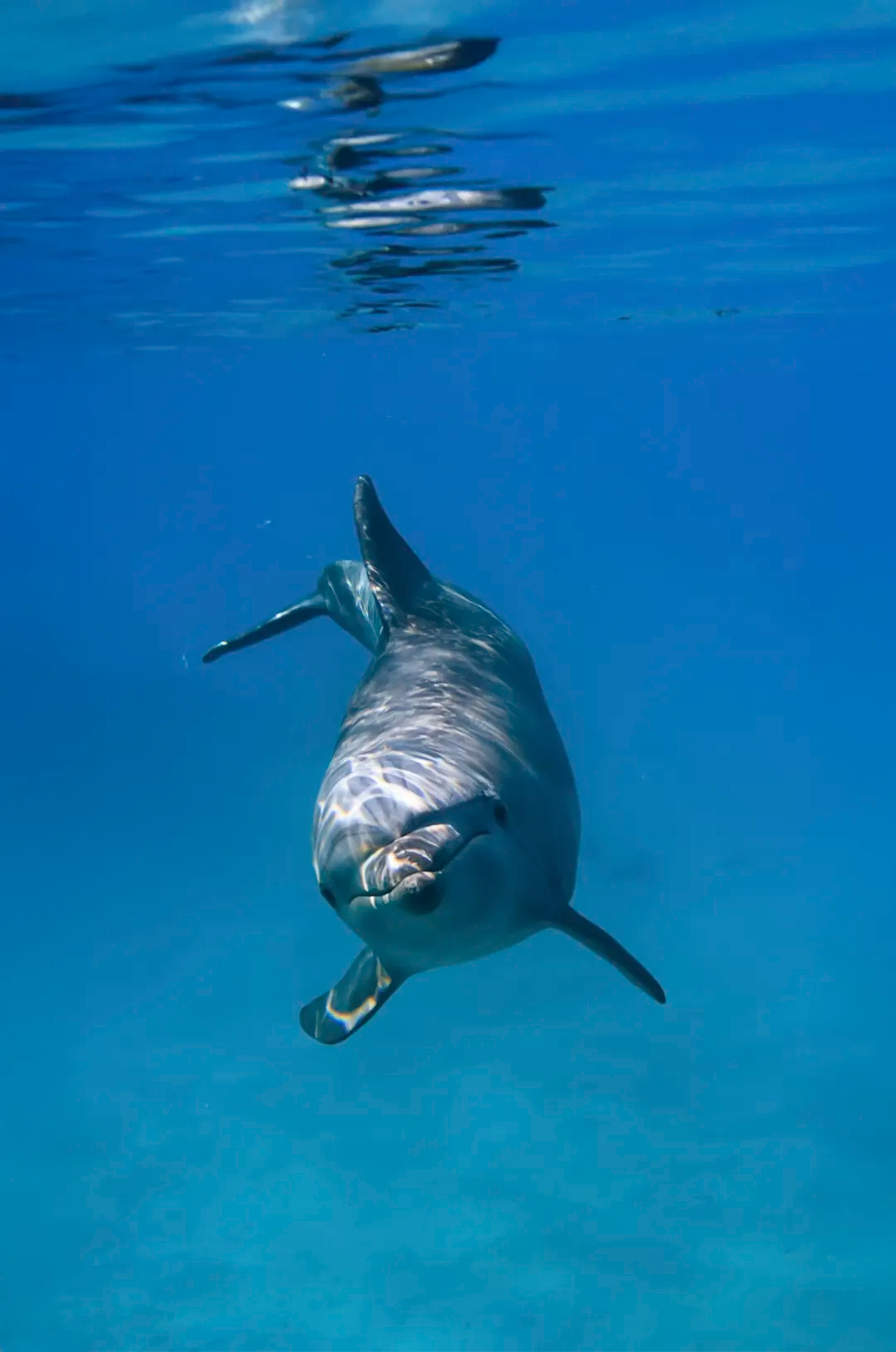 Dolphin swims underwater in crystal-clear water, lit by sunlight from the surface.