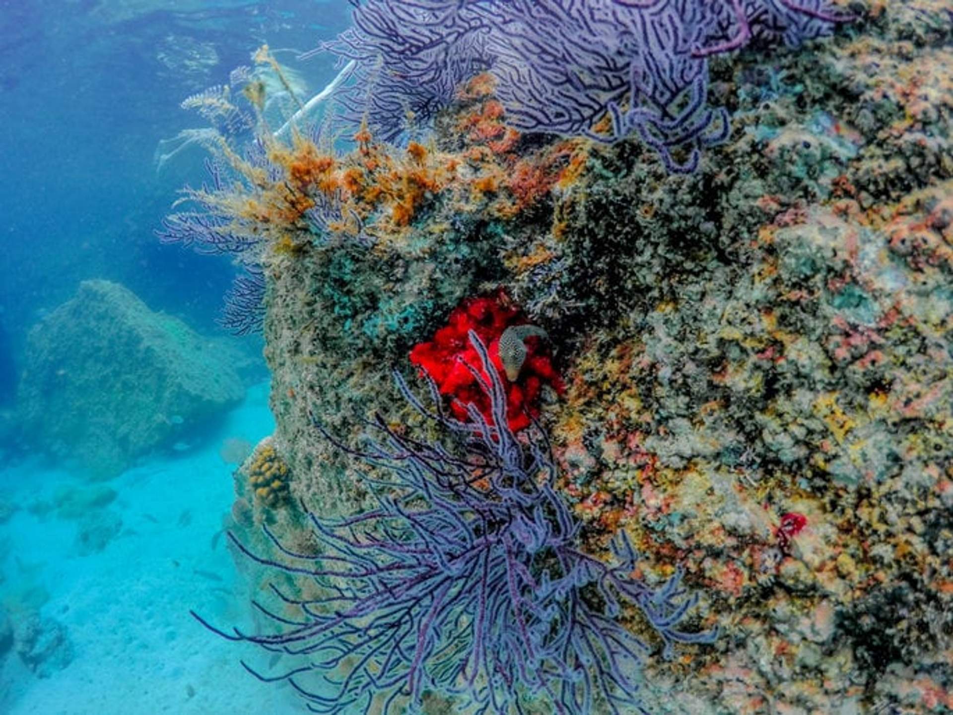 Una vista submarina de un arrecife de coral, mostrando una variedad de corales de colores vibrantes, incluyendo corales púrpuras y rojos. La imagen destaca la diversidad de la vida marina y la belleza de los ecosistemas subacuáticos.