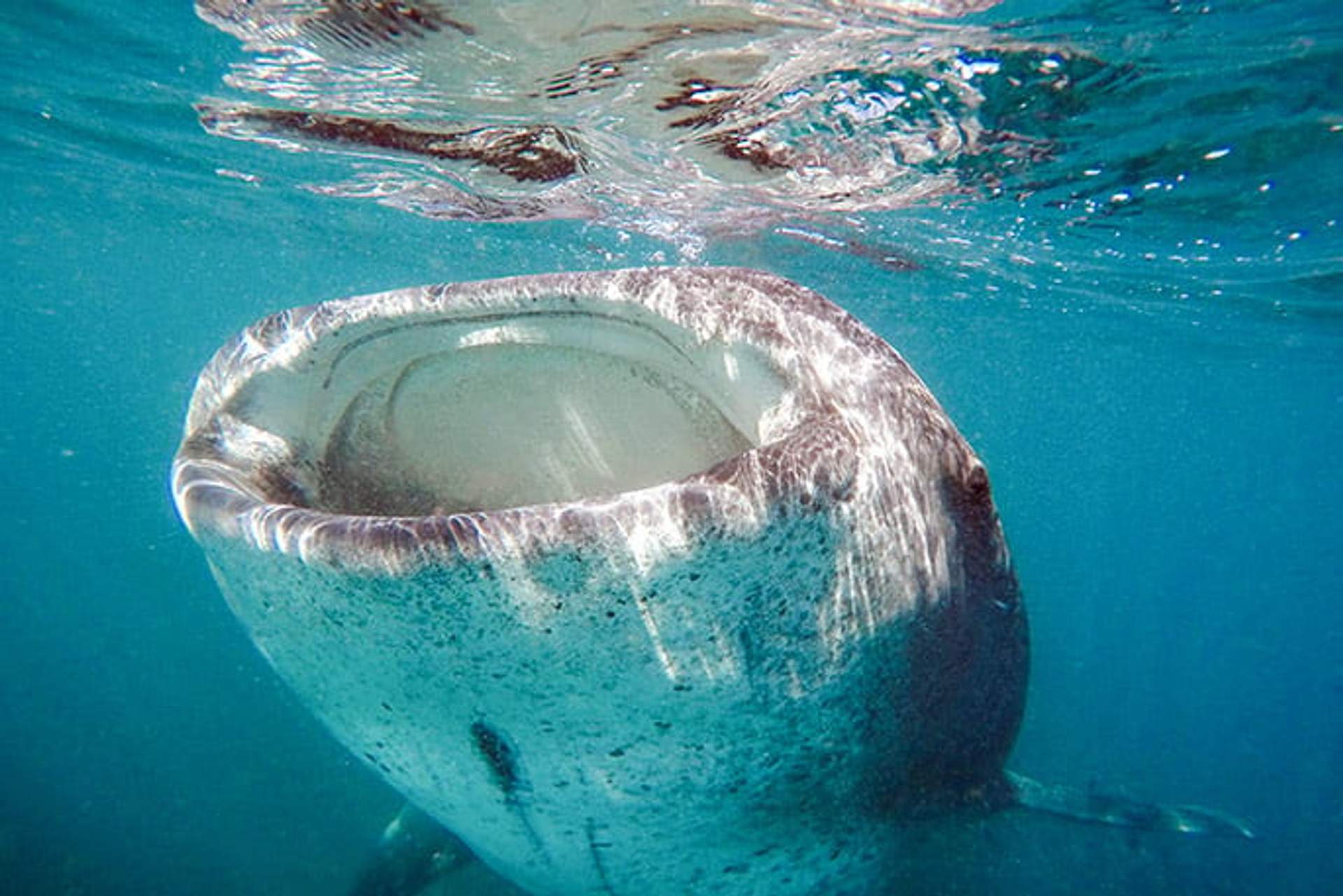Un tiburón ballena con la boca completamente abierta, nadando justo debajo de la superficie del agua. La imagen captura el comportamiento único de alimentación del tiburón ballena y su impresionante tamaño y marcas en el claro océano azul.